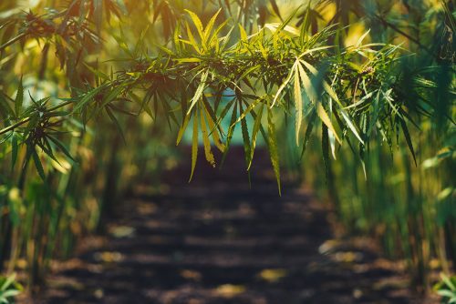 Growing organic hemp on plantation, conceptual image